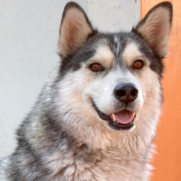 cartel de perro perdido