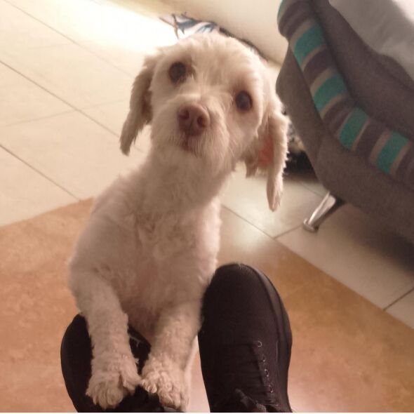 cartel de perro perdido