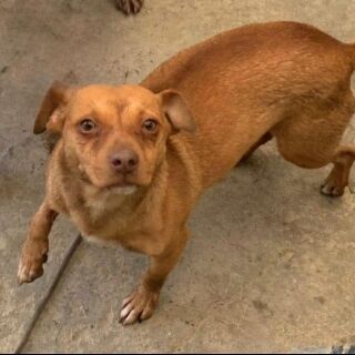 cartel de perro perdido