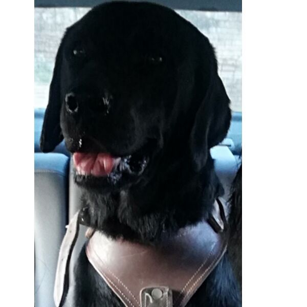 cartel de perro perdido