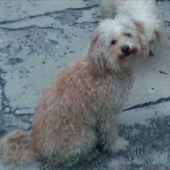 cartel de perro perdido