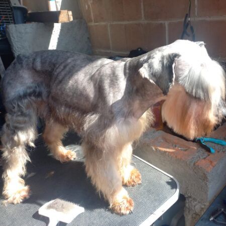 cartel de perro perdido