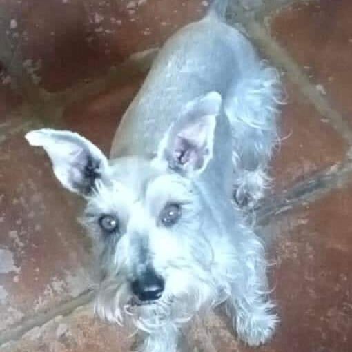 cartel de perro perdido