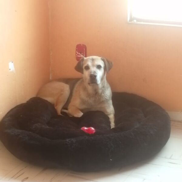 cartel de perro perdido