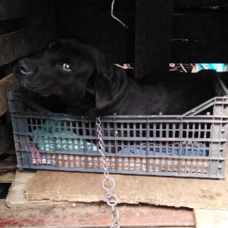 cartel de perro perdido