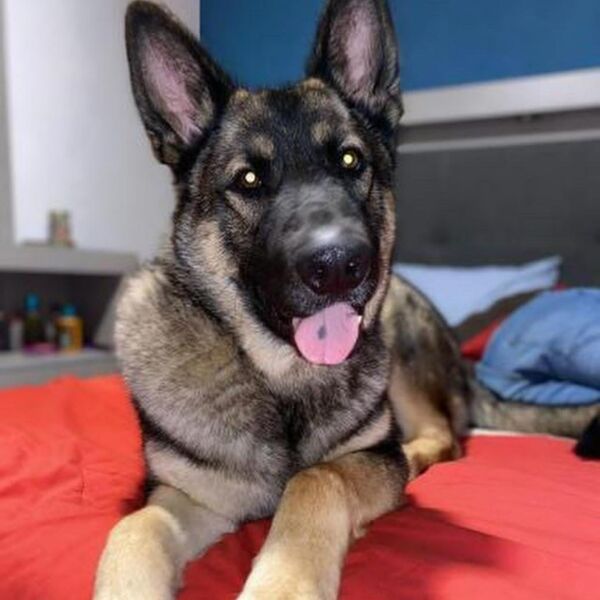 cartel de perro perdido