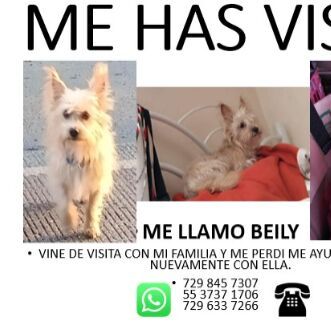 cartel de perro perdido