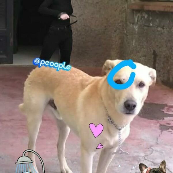 cartel de perro perdido