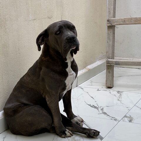 cartel de perro perdido