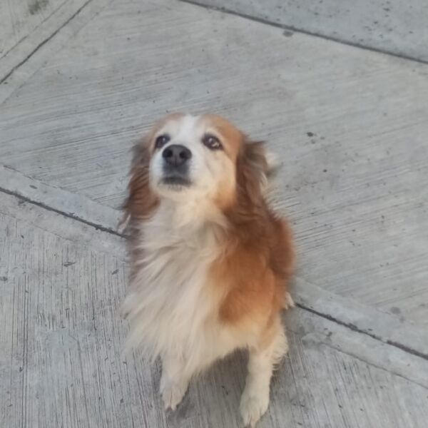 cartel de perro perdido