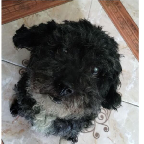 cartel de perro perdido