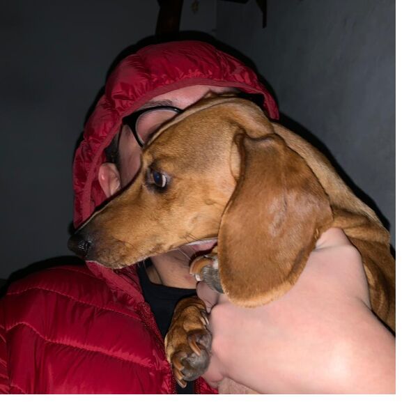 cartel de perro perdido