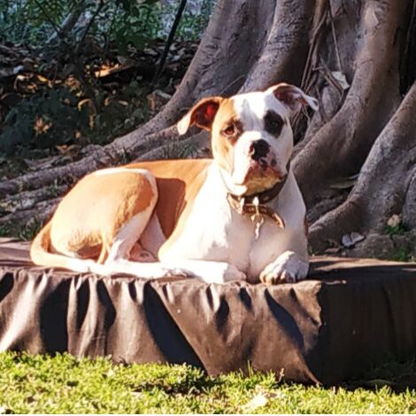 cartel de perro perdido