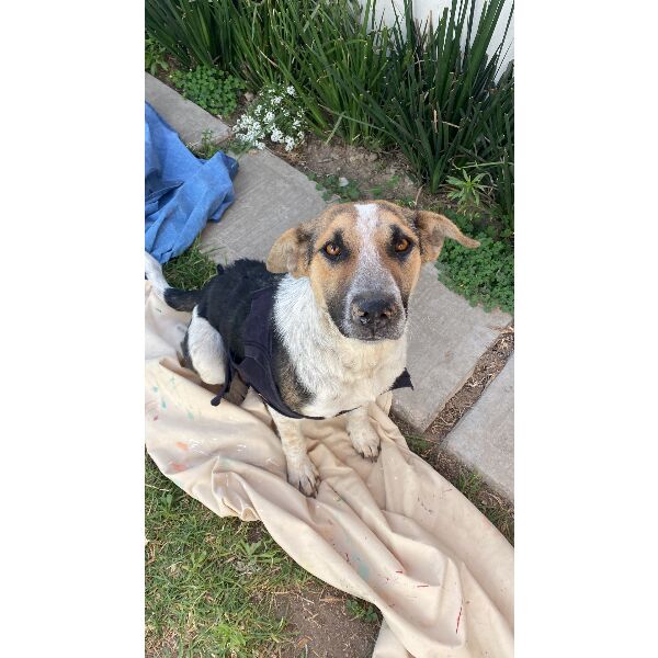 cartel de perro perdido