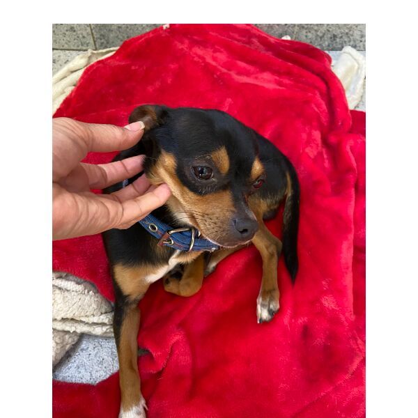 cartel de perro perdido