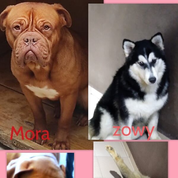 cartel de perro perdido