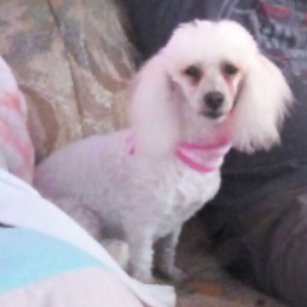 cartel de perro perdido