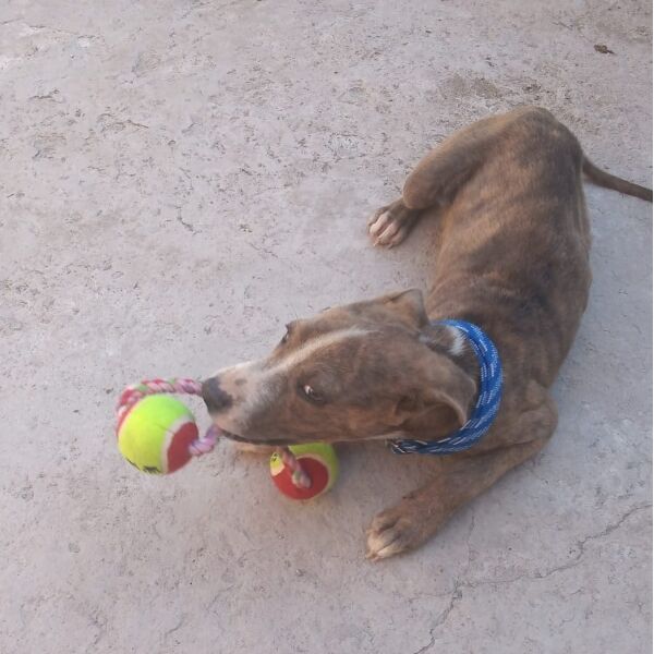 cartel de perro perdido