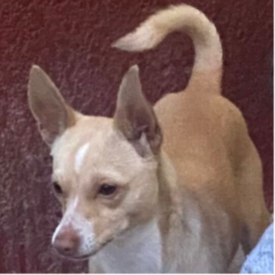 cartel de perro perdido