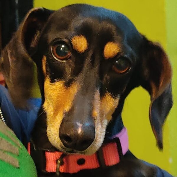 cartel de perro perdido