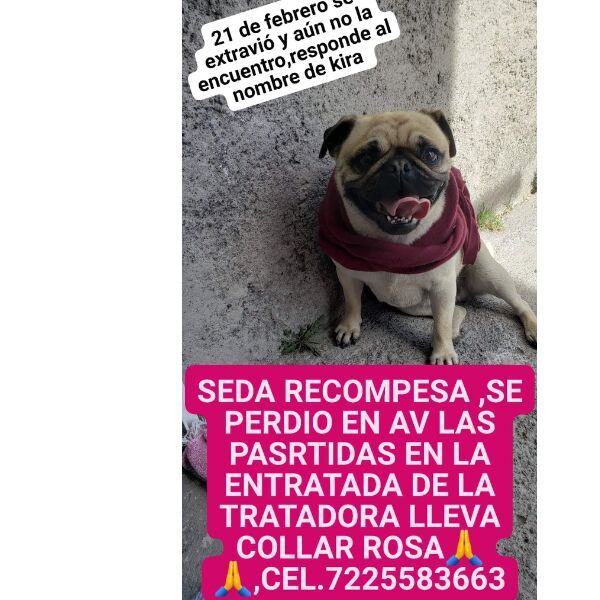 cartel de perro perdido