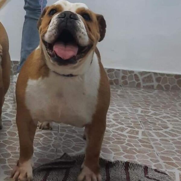 cartel de perro perdido