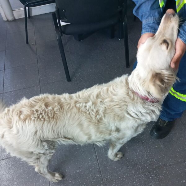 cartel de perro perdido