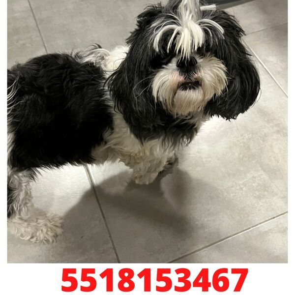 cartel de perro perdido