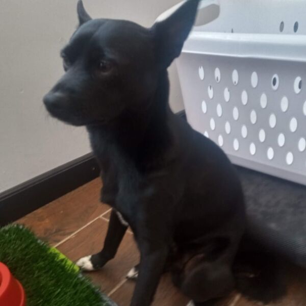 cartel de perro perdido