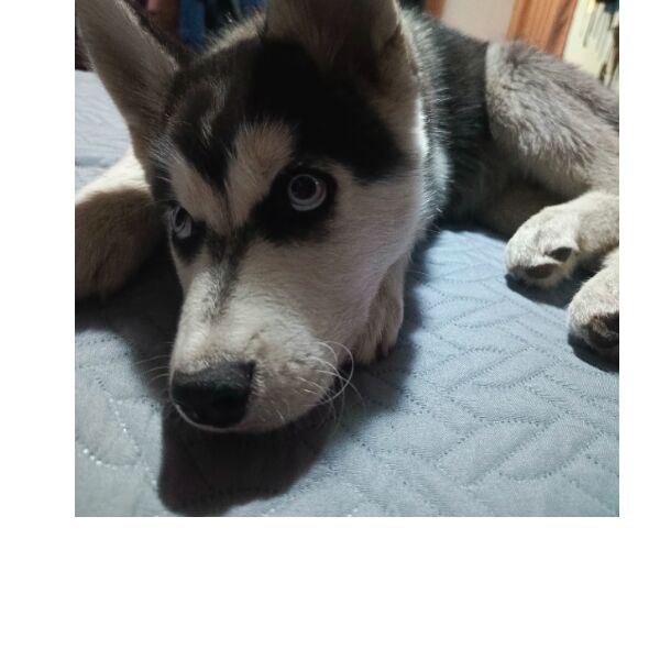 cartel de perro perdido