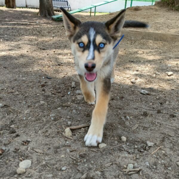 cartel de perro perdido