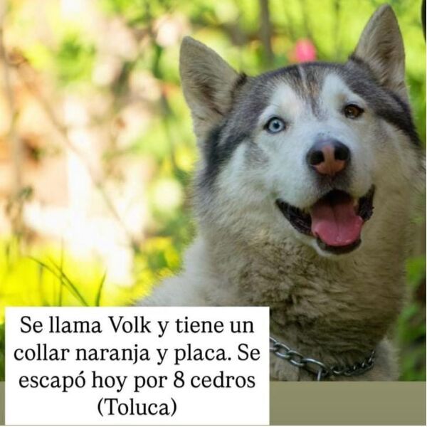 cartel de perro perdido