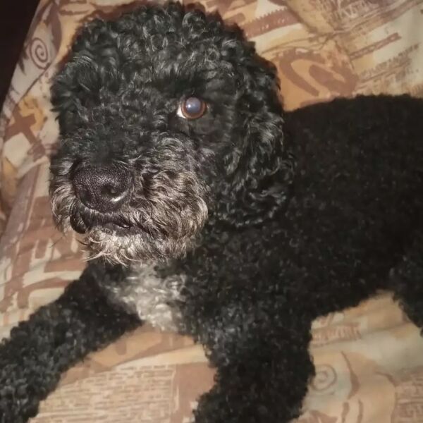 cartel de perro perdido