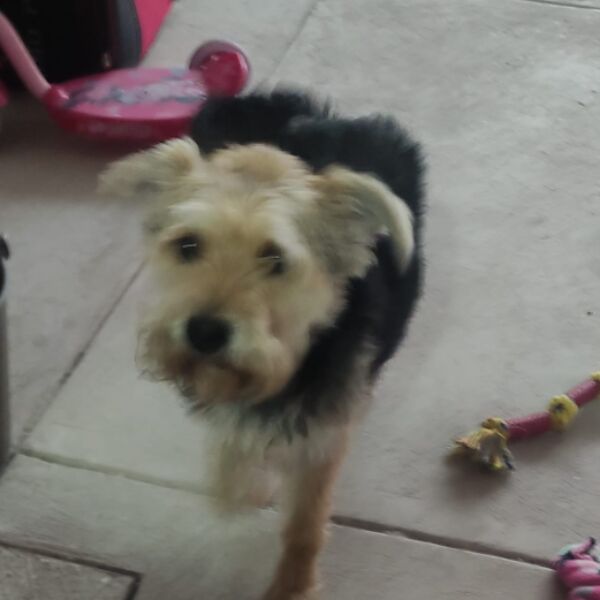 cartel de perro perdido