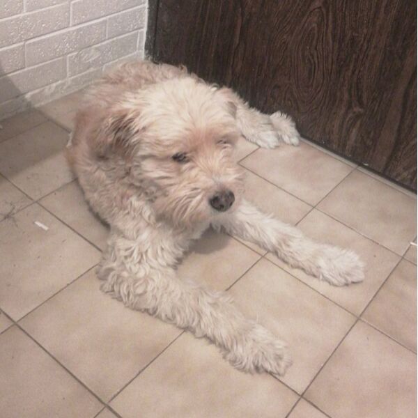 cartel de perro perdido