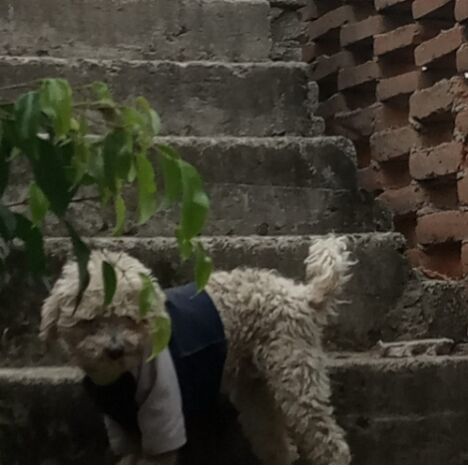 cartel de perro perdido