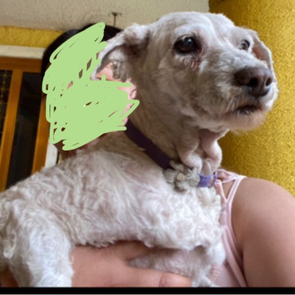 cartel de perro perdido