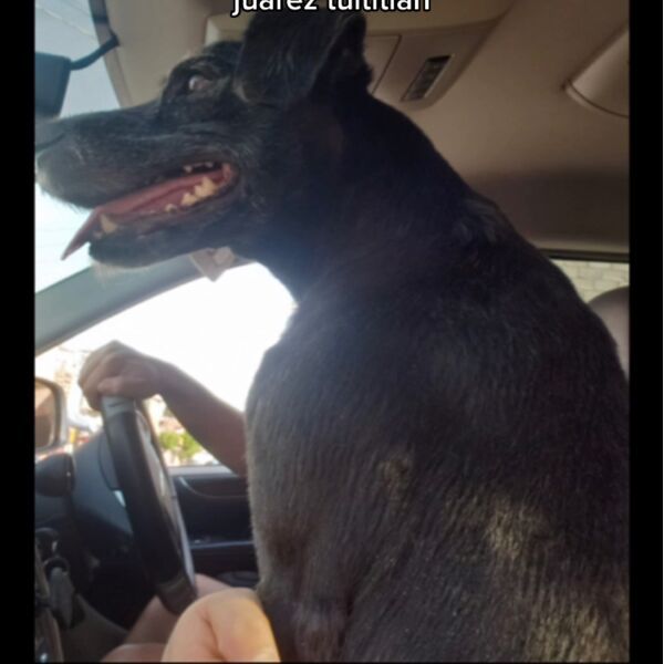 cartel de perro perdido