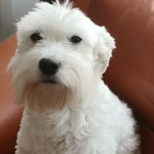 cartel de perro perdido