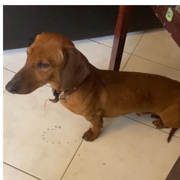 cartel de perro perdido