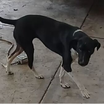 cartel de perro perdido