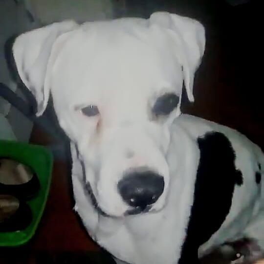 cartel de perro perdido