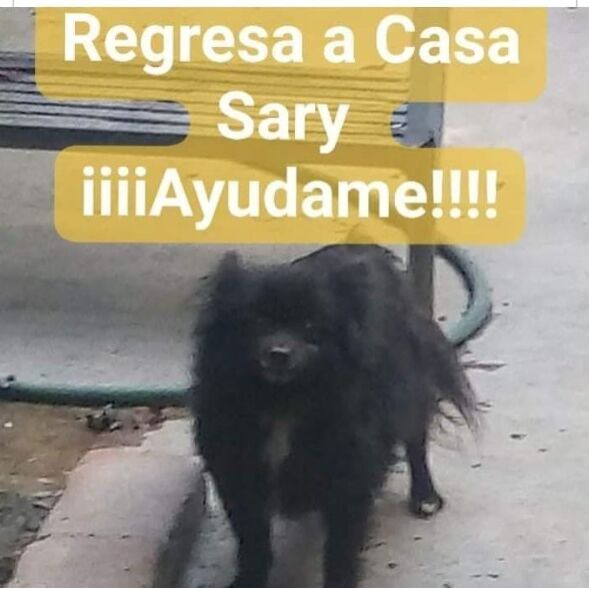 cartel de perro perdido