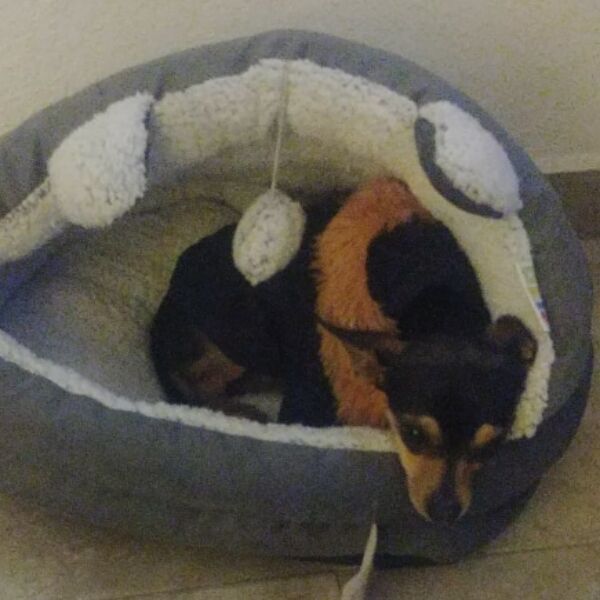 cartel de perro perdido