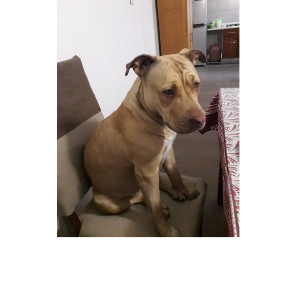 cartel de perro perdido