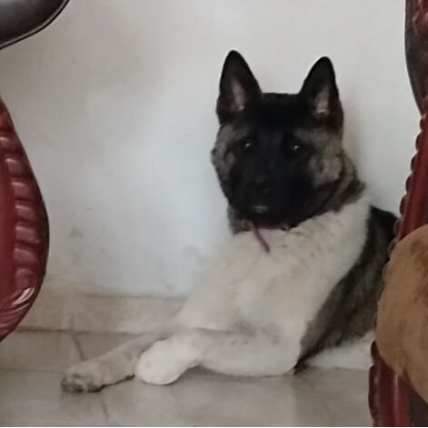 cartel de perro perdido