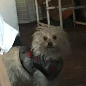 cartel de perro perdido