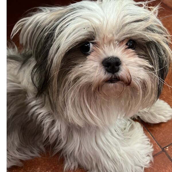 cartel de perro perdido