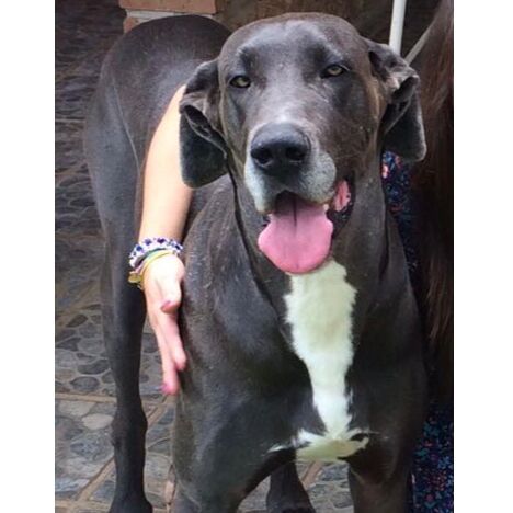 cartel de perro perdido