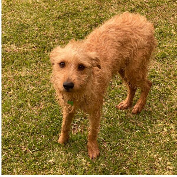 cartel de perro perdido